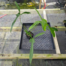 Load image into Gallery viewer, Philodendron Longilobatum Lelano Miyano, Exact Plant Ships Nationwide