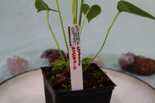 Load image into Gallery viewer, Anthurium Decipiens, 4'' pot, Ships Nationwide
