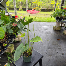 Load image into Gallery viewer, Anthurium Shibori, Exact Plant Variegated Ships Nationwide