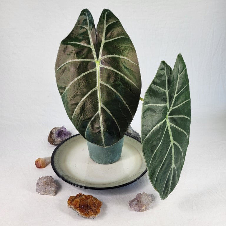 Alocasia Longiloba, Grandis x Sanderiana 'Mark Campbell', Exact
