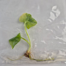 Load image into Gallery viewer, Philodendron Bipinnatifidum Aurea Variegated tissue culture 2DayAir
