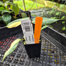 Load image into Gallery viewer, Philodendron Gloriosum Snow Leopard, variegated, Exact Plant Ships Nationwide