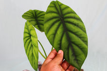 Load image into Gallery viewer, Alocasia Green Shield Exact Plant