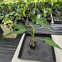 Load image into Gallery viewer, Monstera Burle Marx Flame exact plant, Fedex 2day*
