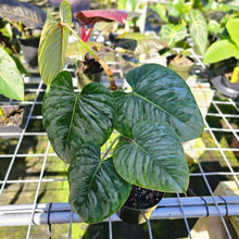 Load image into Gallery viewer, Philodendron Sodiroi True Form 6" pot, Fedex 2day