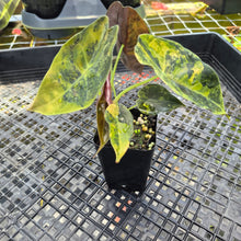 Load image into Gallery viewer, Alocasia Sedenii Aurea Variegated, Exact Plant Ships Nationwide