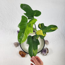 Load image into Gallery viewer, Philodendron Bipennifolium, Exact Plant Variegated Ships Nationwide
