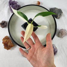 Load image into Gallery viewer, Philodendron Wend Imbe, Exact Plant Variegated