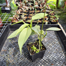 Load image into Gallery viewer, Philodendron Hastatum Silver Sword Variegated exact plant, Fedex 2day*