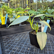 Load image into Gallery viewer, Philodendron Hastatum Silver Sword, Exact Plant Variegated Ships Nationwide