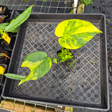 Load image into Gallery viewer, Monstera marilyn variegated, Exact Plant Ships Nationwide.