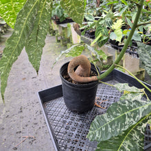 Load image into Gallery viewer, Pachira Aquatica Money Tree Variegated exact plant, Fedex 2day*