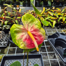 Load image into Gallery viewer, Anthurium Anuenue Obake Bicolor pink/green Fedex 2day