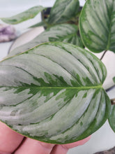 Load image into Gallery viewer, Philodendron Sodiroi True Form, Exact Plant