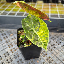 Load image into Gallery viewer, Alocasia Watsoniana Albo Pink variegated exact plant, Fedex 2day*