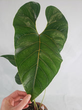 Load image into Gallery viewer, Anthurium Decipiens 6" pot, Fedex 2day