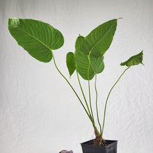 Load image into Gallery viewer, Anthurium Propinquum, Exact Plant Ships Nationwide