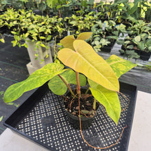 Load image into Gallery viewer, Philodendron Goldiana exact plant, Fedex 2day