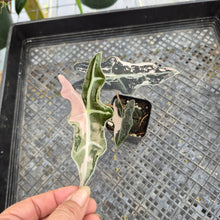 Load image into Gallery viewer, Alocasia nobilis pink Variegated Ships Nationwide