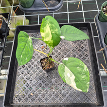 Load image into Gallery viewer, Syngonium Chiapense Variegated exact plant, Fedex 2day*