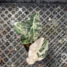 Load image into Gallery viewer, Alocasia polly snowflake pink variegated, Exact Plant Ships Nationwide.