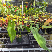 Load image into Gallery viewer, Anthurium Dolichostachyum , Exact Plant Ships Nationwide