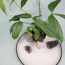Load image into Gallery viewer, Anthurium Clavigerum 4" pot, Fedex 2day*