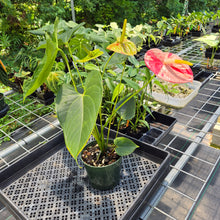 Load image into Gallery viewer, Anthurium Shibori Variegated exact plant, Fedex 2day*