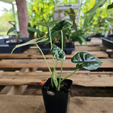 Load image into Gallery viewer, Alocasia dragon scale albo Exact Plant Ships Nationwide
