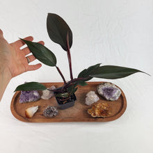 Load image into Gallery viewer, Philodendron Majesty 2.5" pot, Fedex 2day*