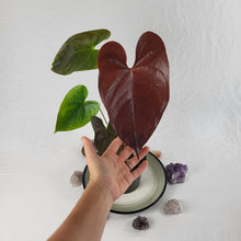 Load image into Gallery viewer, Anthurium Red Beauty, Exact Plant