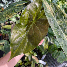 Load image into Gallery viewer, Alocasia Wentii Aurea variegated 4" pot, Fedex 2day*