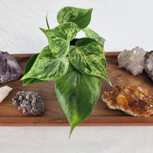 Load image into Gallery viewer, Philodendron Hederaceum, Heart Leaf Variegated 2.5" Pot, Fedex 2 day*