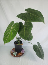 Load image into Gallery viewer, Philodendron Gloriosum, Dark Form 6" pot, Fedex 2day
