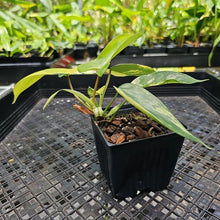 Load image into Gallery viewer, Philodendron Florida Beauty Variegated 2.5" pot, Fedex 2day*