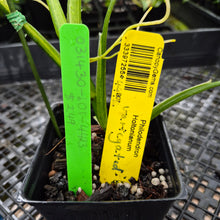 Load image into Gallery viewer, Philodendron Holtonianum Variegated, Exact Plant Ships Nationwide