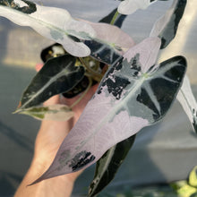 Load image into Gallery viewer, Alocasia Bambino Arrow Pink variegated exact plant, Fedex 2day*