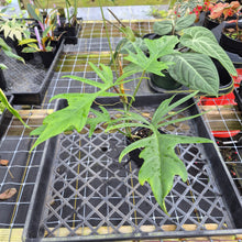Load image into Gallery viewer, Philodendron Florida Beauty X Tortum, Exact Plant green Form Ships Nationwide