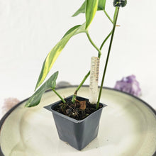 Load image into Gallery viewer, Scindapsus Jade Satin Aurea, Exact Plant Variegated Ships Nationwide