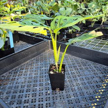 Load image into Gallery viewer, Monstera Adansonii Aurea, Exact Plant Variegated Ships Nationwide
