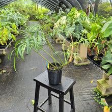 Load image into Gallery viewer, Philodendron Polypodoides, Exact Plant Ships Nationwide