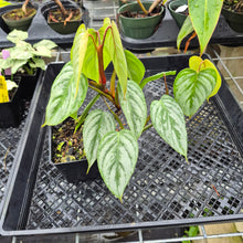 Load image into Gallery viewer, Philodendron Sodiroi True Form, Exact Plant Ships Nationwide