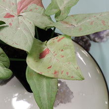 Load image into Gallery viewer, Syngonium Milk Confetti Shipped Nationwide