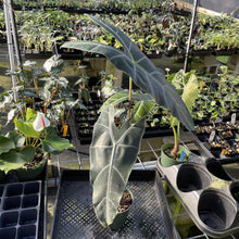 Load image into Gallery viewer, Alocasia Longiloba, Denudata exact plant, Fedex 2day