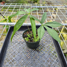 Load image into Gallery viewer, Anthurium Clavigerum , Exact Plant