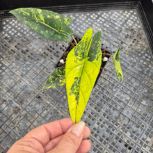 Load image into Gallery viewer, Alocasia scalprum Aurea, Exact Plant Ships Nationwide