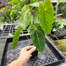 Load image into Gallery viewer, Anthurium Angamarcanum , Exact Plant