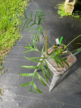 Load image into Gallery viewer, Philodendron Polypodioides, Exact Plant Ships Nationwide