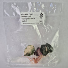 Load image into Gallery viewer, Alocasia Heart Balloon pink variegated tissue culture 2DayAir