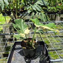 Load image into Gallery viewer, Monstera Thai Constellation Variegated exact plant, Fedex 2day*